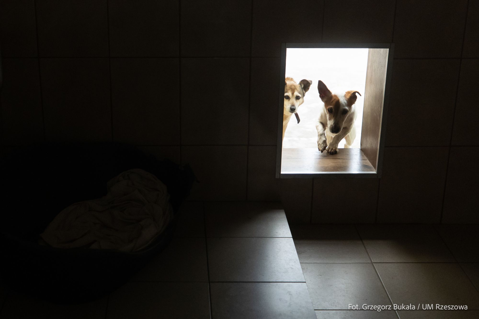 zdjęcie ze schroniska " Kundelek" , fot. Grzegorz Bukała, Urząd Miasta Rzeszowa